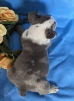 Diesel, a male French Bulldog for sale in Manchester, IA – Photo 5 of 10