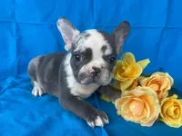 Diesel, a male French Bulldog for sale in Manchester, IA – Photo 7 of 10