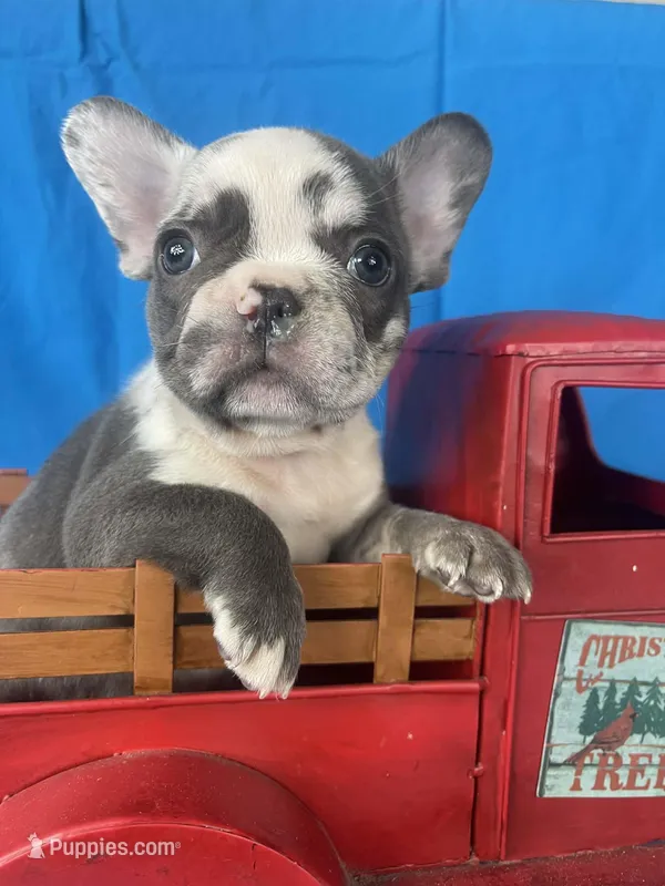Diesel – French Bulldog puppy for sale in Manchester, IA
