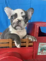 Diesel, a male French Bulldog for sale in Manchester, IA – Photo 1 of 10