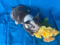 Diesel, a male French Bulldog for sale in Manchester, IA – Photo 4 of 10