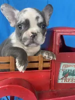 Diesel, a male French Bulldog for sale in Manchester, IA – Photo 2 of 10