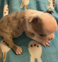 Deisel, a male Boston Terrier for sale in Manchester, IA – 2 of 10