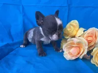Tiny Tink, a female French Bulldog for sale in Manchester, IA – Photo 6 of 8
