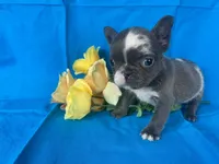Tiny Tink, a female French Bulldog for sale in Manchester, IA – Photo 8 of 8