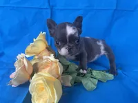 Tiny Tink, a female French Bulldog for sale in Manchester, IA – Photo 3 of 8