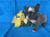 Tiny Tink, a female French Bulldog for sale in Manchester, IA – Photo 1 of 8