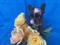 Tiny Tink, a female French Bulldog for sale in Manchester, IA – Photo 2 of 8