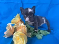 Tiny Tink, a female French Bulldog for sale in Manchester, IA – Photo 5 of 8