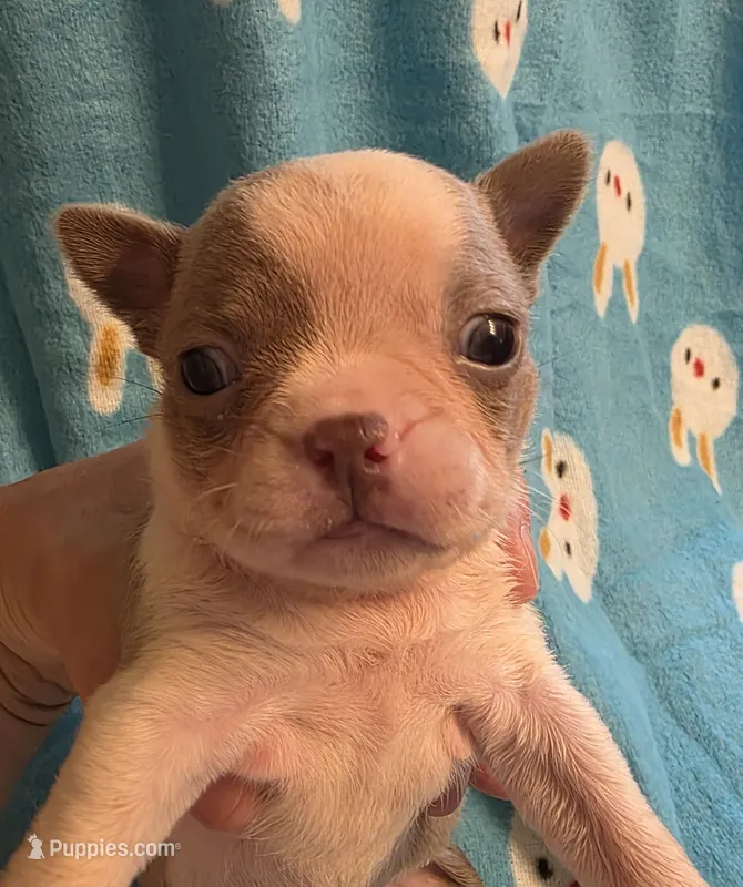 Dixie – Boston Terrier puppy for sale in Manchester, IA
