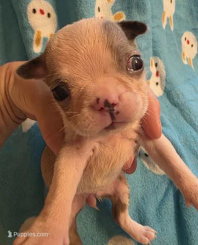 Daphne – Boston Terrier puppy for sale in Manchester, IA