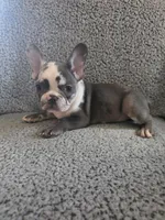 Titus, a male French Bulldog for sale in Manchester, IA – Photo 10 of 10