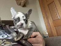 Titus, a male French Bulldog for sale in Manchester, IA – Photo 2 of 10