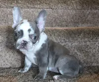 Titus, a male French Bulldog for sale in Manchester, IA – Photo 9 of 10