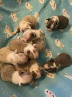 Dawson, a male Boston Terrier for sale in Manchester, IA – 8 of 10