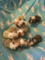 Daphne, a female Boston Terrier for sale in Manchester, IA – 8 of 10