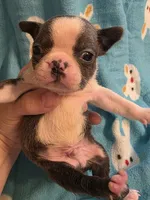 Declan, a male Boston Terrier for sale in Manchester, IA – 3 of 10