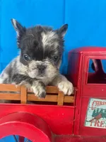 Fluffy Merle Cora , a female French Bulldog for sale in Manchester, IA – Photo 2 of 10
