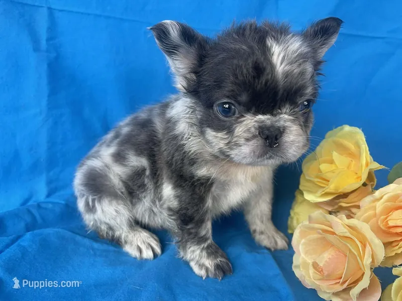 Fluffy Merle Cora  – French Bulldog puppy for sale in Manchester, IA