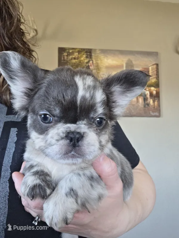 Fluffy Merle Cora  – French Bulldog puppy for sale in Manchester, IA