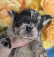 Fluffy Merle Cora , a female French Bulldog for sale in Manchester, IA – Photo 8 of 10