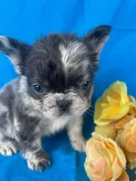 Fluffy Merle Cora , a female French Bulldog for sale in Manchester, IA – Photo 4 of 10