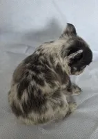 Fluffy Merle Cora , a female French Bulldog for sale in Manchester, IA – Photo 6 of 10