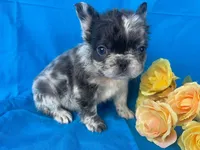 Fluffy Merle Cora , a female French Bulldog for sale in Manchester, IA – Photo 5 of 10