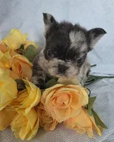 Fluffy Merle Cora , a female French Bulldog for sale in Manchester, IA – Photo 10 of 10