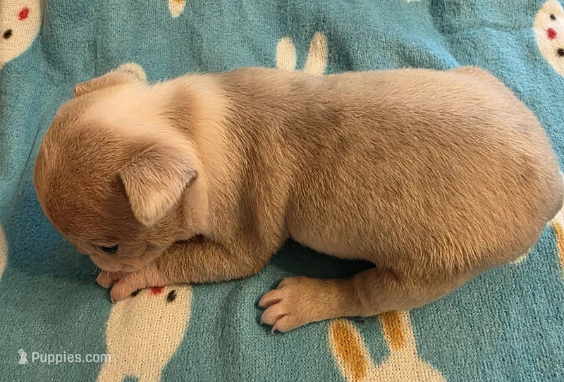 Diego  – Boston Terrier puppy for sale in Manchester, IA