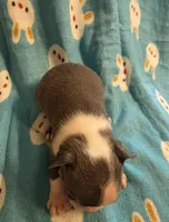 Daisy , a female Boston Terrier for sale in Manchester, IA – 2 of 10