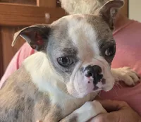Diego , a male Boston Terrier for sale in Manchester, IA – 7 of 10