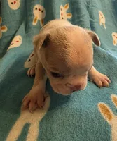 Dawson, a male Boston Terrier for sale in Manchester, IA – 3 of 10