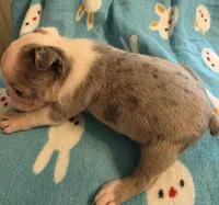 Deisel, a male Boston Terrier for sale in Manchester, IA – 4 of 10