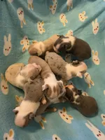 Daisy , a female Boston Terrier for sale in Manchester, IA – 9 of 10
