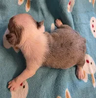 Daphne, a female Boston Terrier for sale in Manchester, IA – 3 of 10