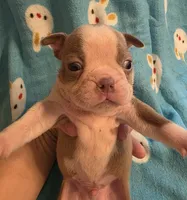 Danny, a male Boston Terrier for sale in Manchester, IA – 1 of 10