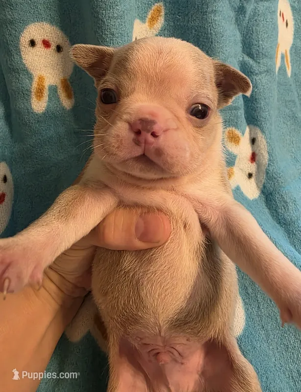 Dawson – Boston Terrier puppy for sale in Manchester, IA