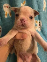Dawson, a male Boston Terrier for sale in Manchester, IA – 1 of 10
