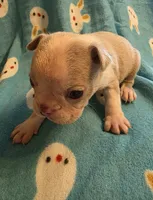 Dawson, a male Boston Terrier for sale in Manchester, IA – 5 of 10