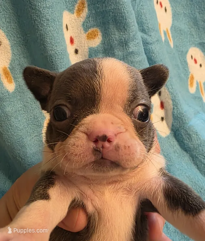 Daisy  – Boston Terrier puppy for sale in Manchester, IA