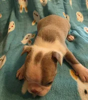 Danny, a male Boston Terrier for sale in Manchester, IA – 2 of 10