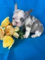 Mercedes , a female French Bulldog for sale in Manchester, IA – Photo 2 of 7