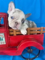 Mercedes , a female French Bulldog for sale in Manchester, IA – Photo 1 of 7