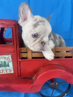 Mercedes , a female French Bulldog for sale in Manchester, IA – Photo 5 of 7