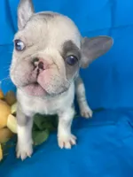 Mercedes , a female French Bulldog for sale in Manchester, IA – Photo 7 of 7