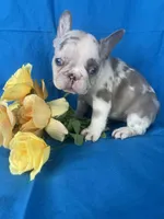 Mercedes , a female French Bulldog for sale in Manchester, IA – Photo 4 of 7