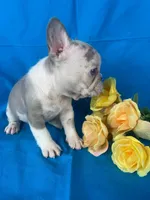 Mercedes , a female French Bulldog for sale in Manchester, IA – Photo 6 of 7