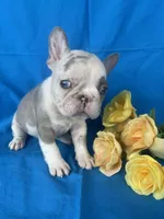 Mercedes , a female French Bulldog for sale in Manchester, IA – Photo 3 of 7