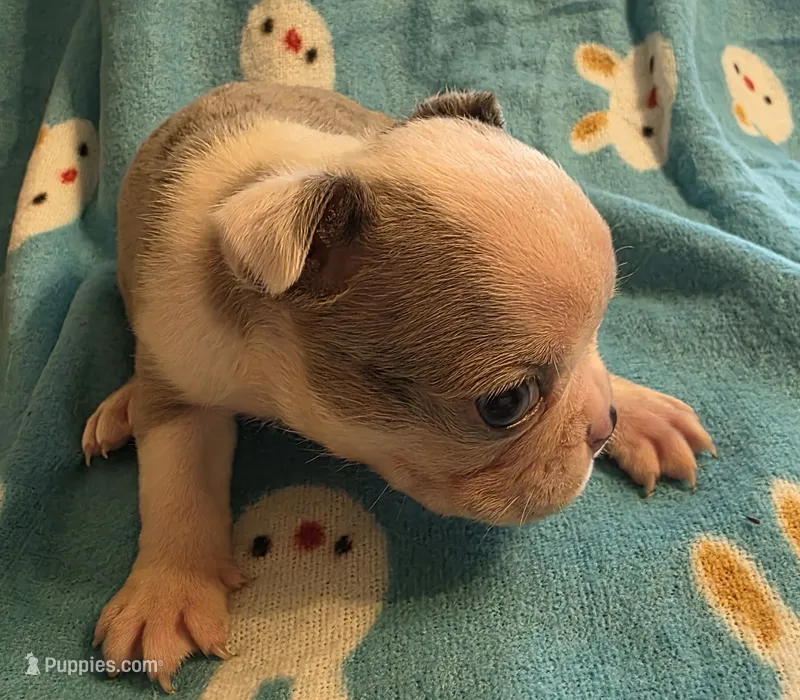 Deisel – Boston Terrier puppy for sale in Manchester, IA